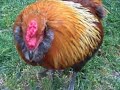 Rooster Attack