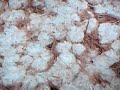 mycelium-growing-in-the-myg-kit.html