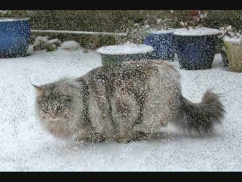 MAINE CAT