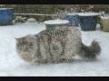 Maine Coon Cat