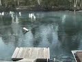 Swimming with the Manatees, what I didn\ Swimming with the Manatees, what I didn\
