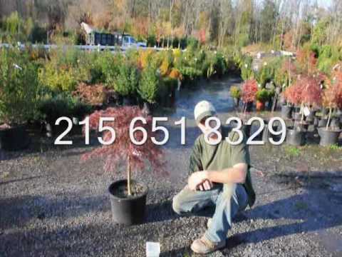 how to fertilize a monkey nut tree