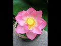 Om Mani Padmi Hum - Great Six Words of Mantra Compassion...