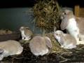 videos de nest van lucy