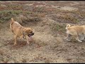 Puggle Playdate! Puggle Playdate!