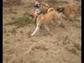 Puggle Playdate!