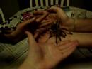slim shady the spider