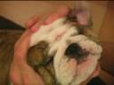 Augustus the Bulldog - Dramatic Wrinkles