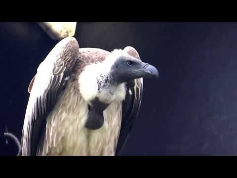 Abutre-grifo-de-rüppell (Gyps rueppellii)