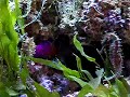 Royal Gramma Nest Building Royal Gramma Nest Building