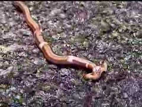 Land Planarian of Borneo