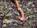 Land Planarian of Borneo