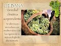 Li�bana