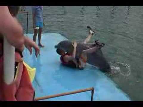 Are Dolphins the Most Horniest Animals