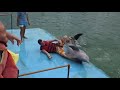 Humped by a Dolphin
