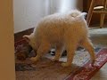 american-eskimo-puppies-week-9-9.html