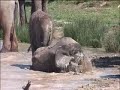 Shamwari: A Wild Life - Episode Four Preview: Baby elephants at waterhole Shamwari: A Wild Life - Episode Four Preview: Baby elephants at waterhole