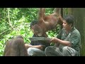 Orangutan of Sepilok Malaysia 2008