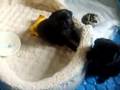 5 weeks old pug puppies
