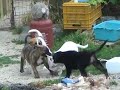 Cuccioli in adozione Cuccioli in adozione