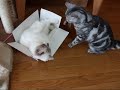 ???????????(=^?^=) The?fight in the box