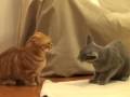 むむこま合戦！