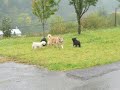 Puli-Treff