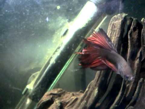 how to treat fin rot in bettas