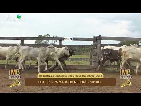 551� LEIL�O VIRTUAL MB LEIL�ES