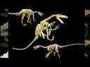 T-rex Dinosaurs Fossils casts replias 
