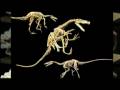 videos de T-rex Dinosaurs Fossils casts replias 