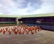 CPDRC - Sinulog Presentation