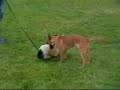 X-Mechelaar,pup
