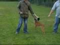 X-Mechelaar,pup
