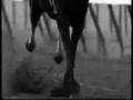 Equestrian Commercial
