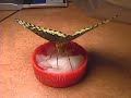 Butterfly feeding (how to) - Apache Fritillary