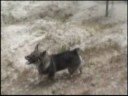 Swedish Vallhund Esmar playing with his friend