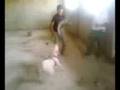 dressage chien