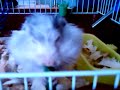 Mes hamsters Sica & Pucy 2