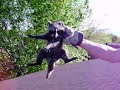 Mad Raccoons Mad Raccoons