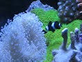 Black and White Clownfish