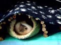 Tribute - Cute Guinea Pigs Jumping for Parsley!
