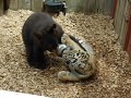 Tiger and Bear battle Tiger and Bear battle