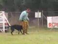 RING Berger de Beauce 2.