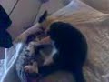 bagarre de chats