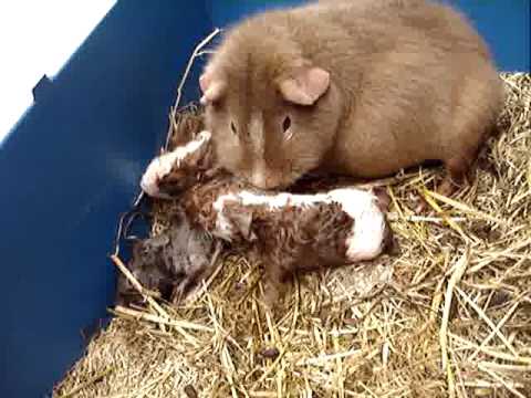 Geboorte van Cavia, birth of guinea-pig