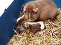 Geboorte van Cavia, birth of guinea-pig