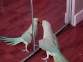 Airrick the Indian Ringneck Airrick the Indian Ringneck
