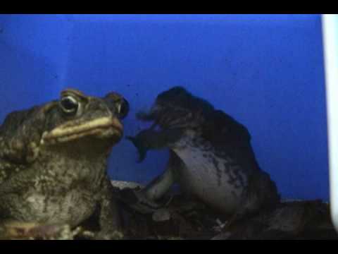 giant toad