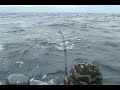 56 lbs Bull Dorado